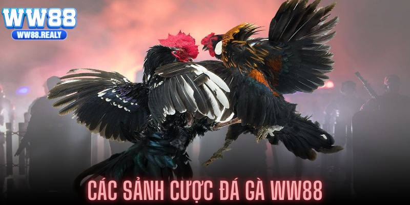 Các sảnh cược đá gà WW88